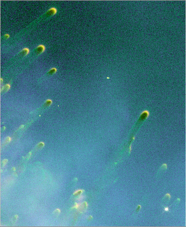 Cometary Knots Around A Dying Star