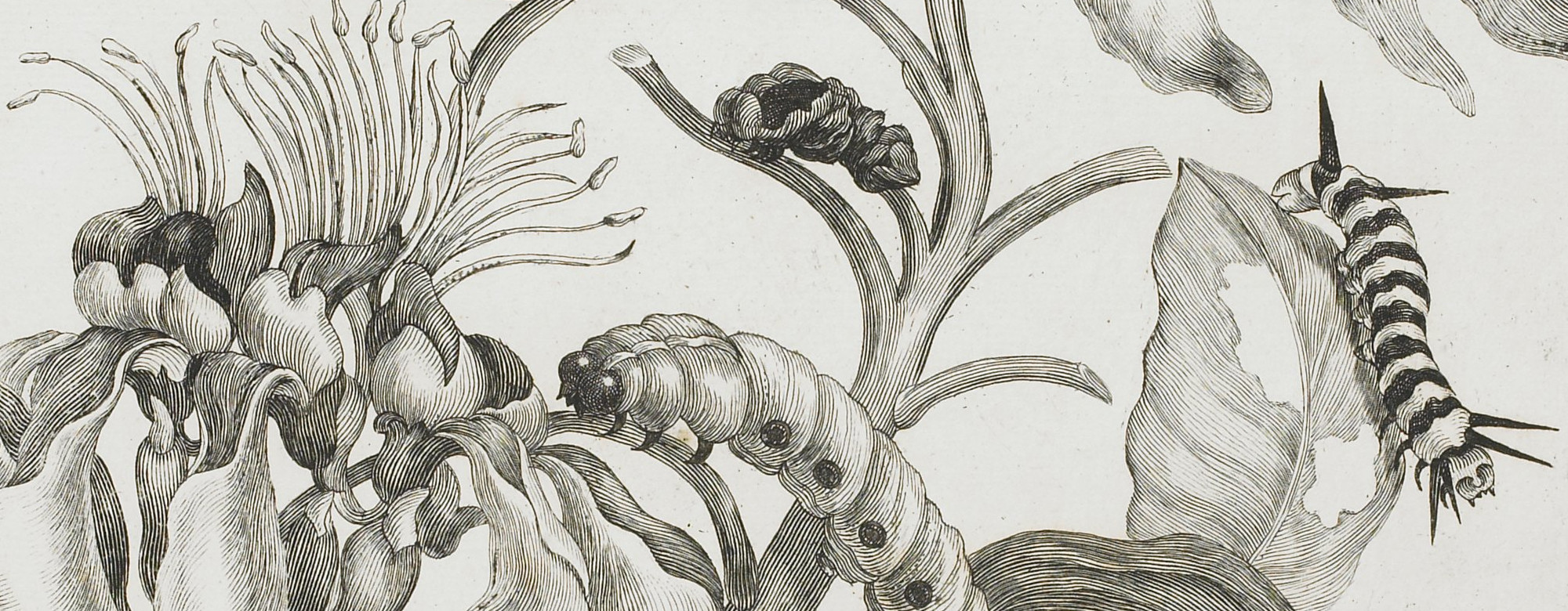 „Caterpillars, Butterflies, and Flower”, 1705, After Maria Sibylla Merian  (1705–1771)